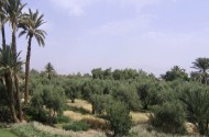 Dar Ahlam - Palmeraie de Skoura - Maroc